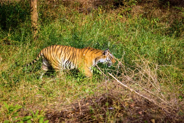Tigre descansando na selva . — Fotografia de Stock