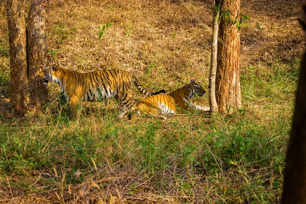 Tigre descansando na selva . — Fotografia de Stock