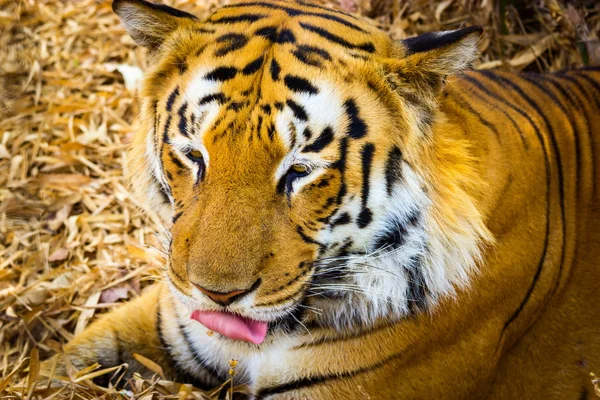 Tiger ruhen im Dschungel. — Stockfoto