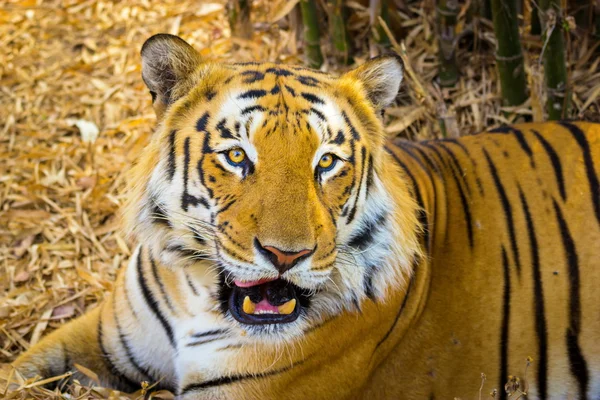 Tigre descansando na selva . — Fotografia de Stock