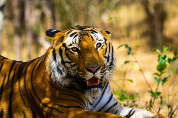 Tiger ruhen im Dschungel. — Stockfoto