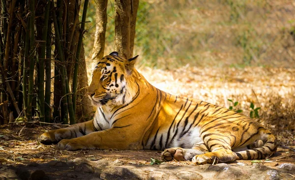 Tiger ruhen im Dschungel. — Stockfoto