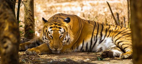 Tigre descansando na selva . — Fotografia de Stock