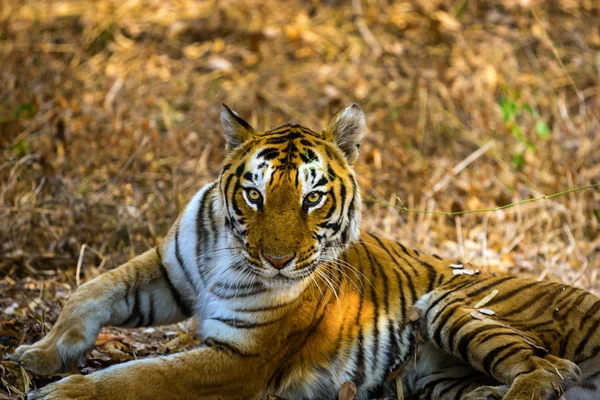 Tiger ruhen im Dschungel. — Stockfoto