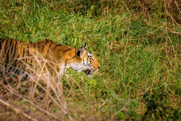 老虎在丛林中休息. — 图库照片