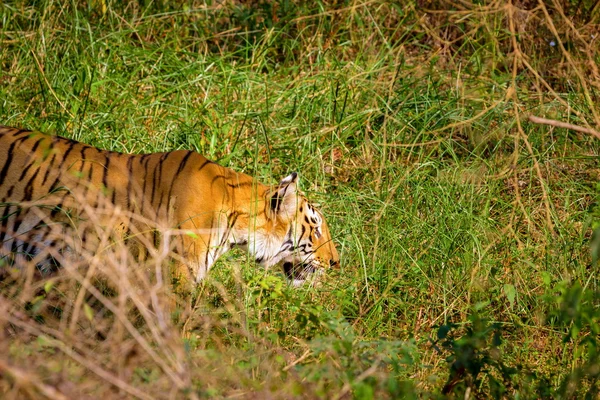 老虎在丛林中休息. — 图库照片