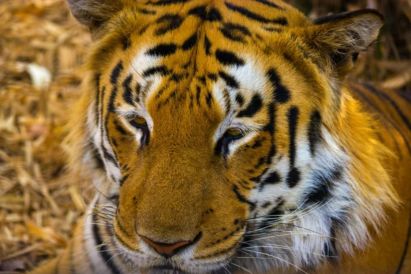 Tiger ruhen im Dschungel. — Stockfoto