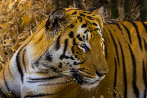 Tiger ruhen im Dschungel. — Stockfoto