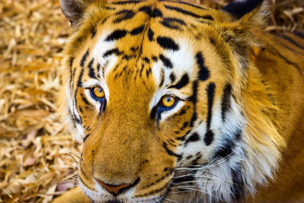 Tiger ruhen im Dschungel. — Stockfoto