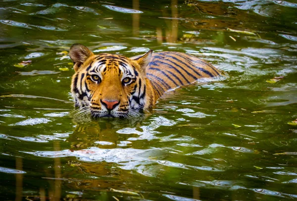 老虎在印度国家公园. — 图库照片