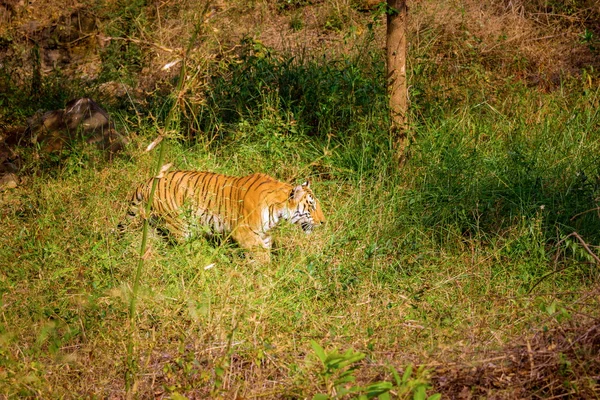 Tigre en un parque nacional India . — Foto de Stock