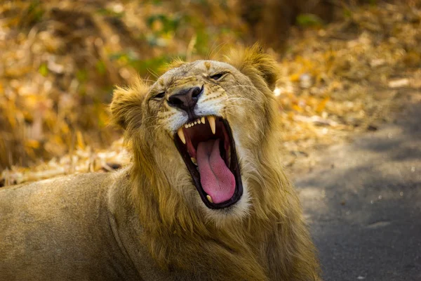 Asiatiska lejon i en national park Indien. — Stockfoto