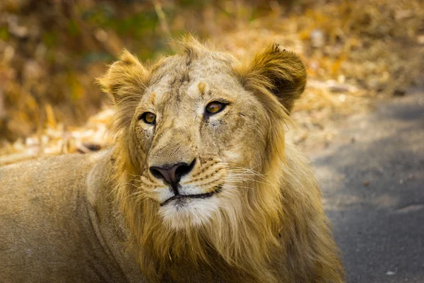 Asiatic Lion in a national park India. — Stock Photo, Image