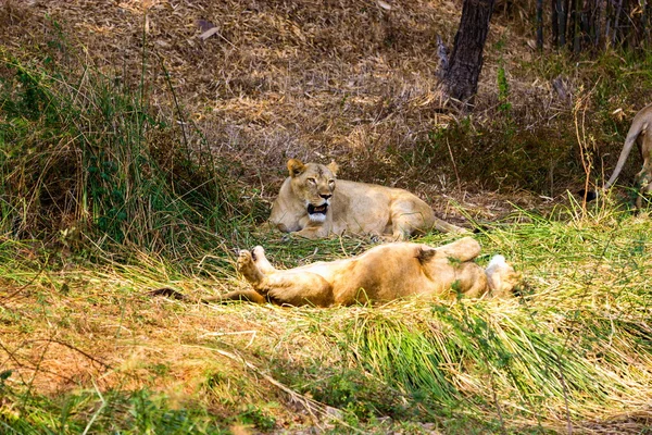 Leão asiático em um parque nacional Índia . — Fotografia de Stock