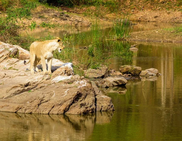 Leão asiático em um parque nacional Índia . — Fotografia de Stock