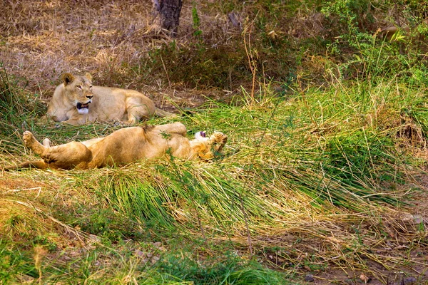 Lion asiatique dans un parc national Inde . — Photo