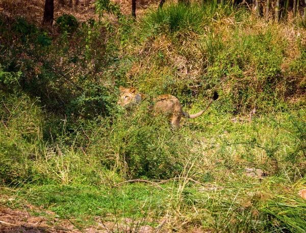 Leão asiático em um parque nacional Índia . — Fotografia de Stock