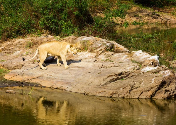 Asiatischer Löwe im indischen Nationalpark. — Stockfoto