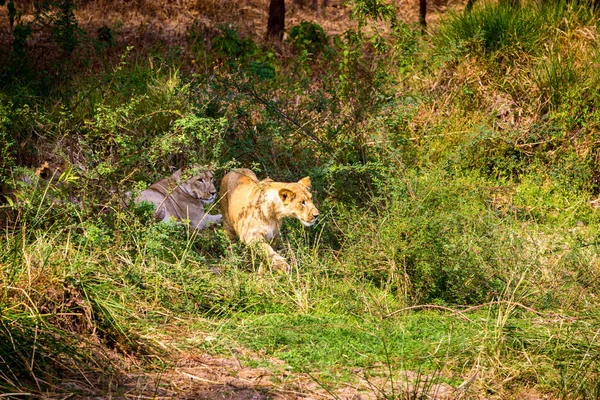 Leão asiático em um parque nacional Índia . — Fotografia de Stock