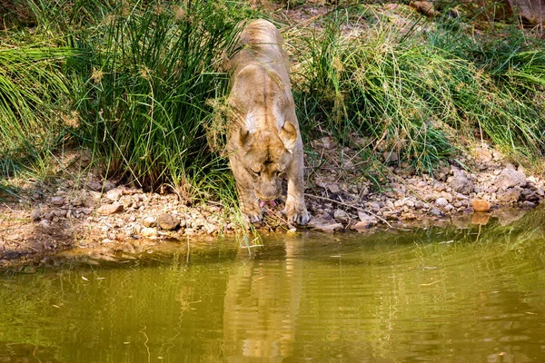 Leão asiático em um parque nacional Índia . — Fotografia de Stock