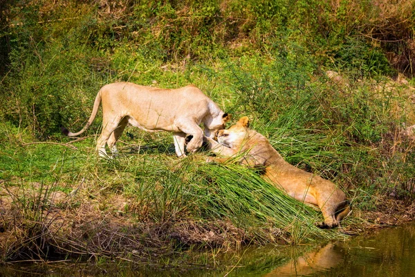Leão asiático em um parque nacional Índia . — Fotografia de Stock