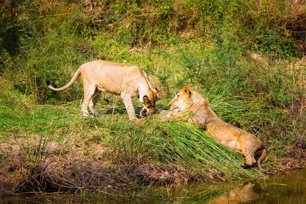 Leão asiático em um parque nacional Índia . — Fotografia de Stock