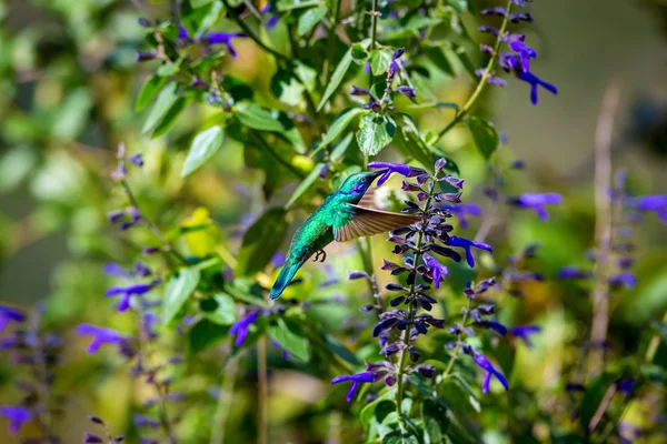 Veilchenohren-Kolibri — Stockfoto