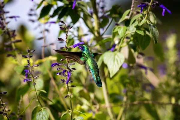 Orelha violeta Hummingbird — Fotografia de Stock