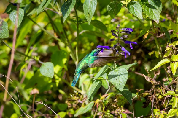 Orelha violeta Hummingbird — Fotografia de Stock