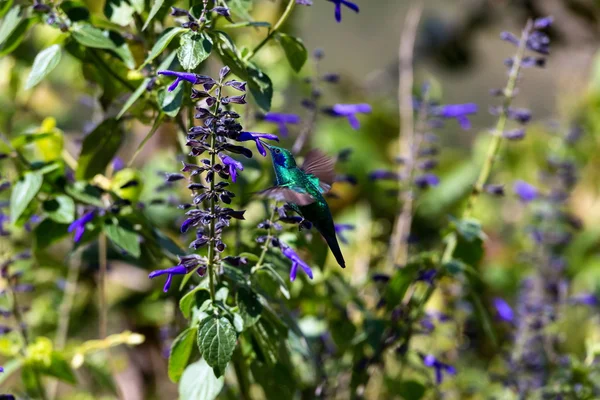 Veilchenohren-Kolibri — Stockfoto