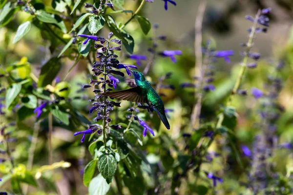 Violet Eared Hummingbird — Stockfoto