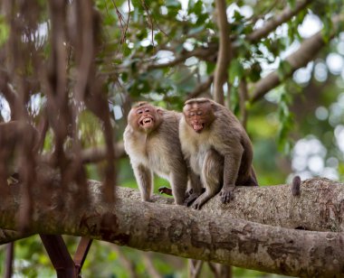 Kaporta makak, Banyan ağacı asker parçası.