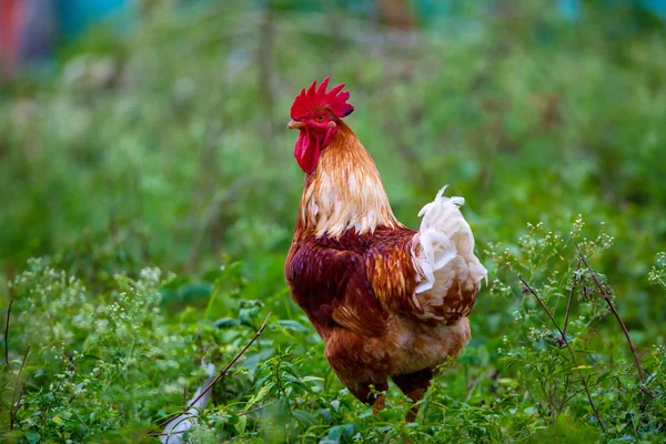 Village cock roaming the streets in India. These birds usually roam with three to four hens and they provide food for villagers. This is one rocking red rooster that does not mind showing off.