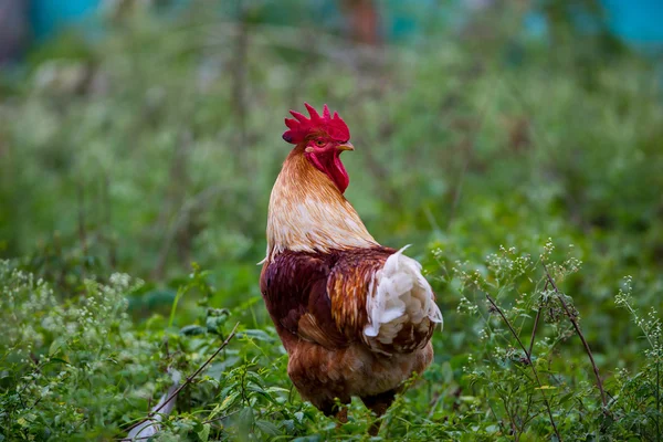 Village cock roaming the streets in India. These birds usually roam with three to four hens and they provide food for villagers. This is one rocking red rooster that does not mind showing off.