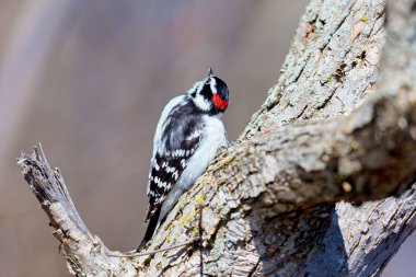 Downey ağaçkakan larvalar için meşgul arama.