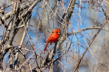 The northern cardinal is a North American bird in the genus Cardinals; it is also known colloquially as the redbird or common cardinal During courtship, the male feeds seed to the female beak-to-beak