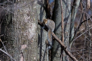 Gri sincap sık Kuzey Amerika'da bulunan.