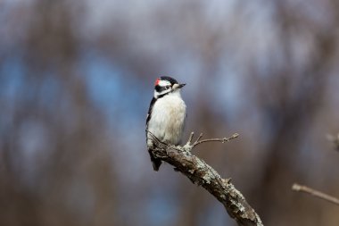 Downey ağaçkakan larvalar için meşgul arama.