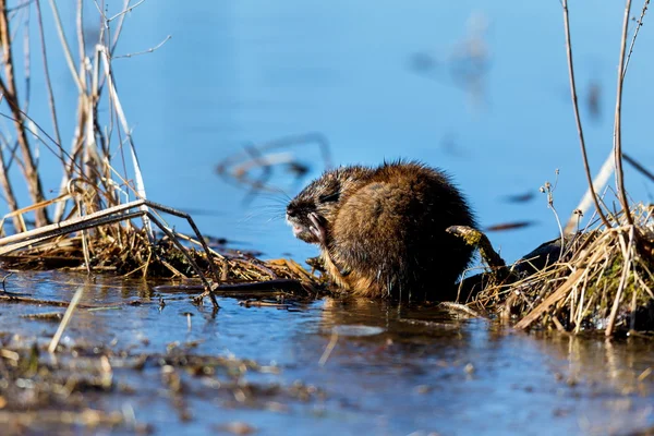 Muskrat Fairly Large Rodent Commonly Found Wetlands Waterways North America — Stock Photo, Image