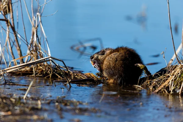 Rat Musqué Est Rongeur Assez Gros Que Trouve Couramment Dans — Photo