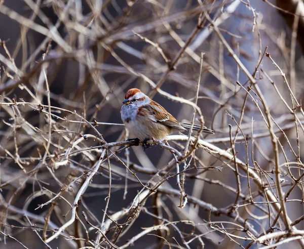 Χοντρές Και Μακριές Ουρές American Tree Sparrows Είναι Πολυάσχολοι Επισκέπτες — Φωτογραφία Αρχείου