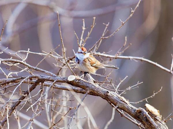 Plumpe Und Langschwänzige American Tree Sparrows Sind Geschäftige Besucher Winterlichen — Stockfoto