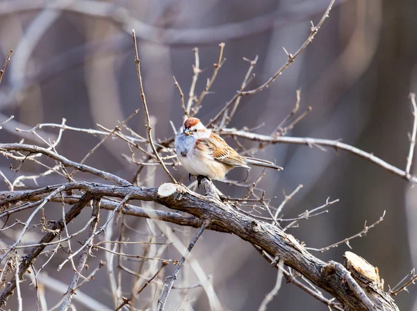 Plumpe Und Langschwänzige American Tree Sparrows Sind Geschäftige Besucher Winterlichen — Stockfoto