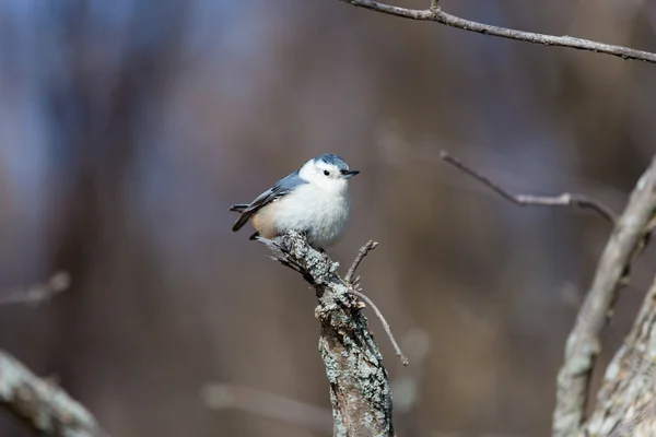 Bílá breasted brhlíka — Stock fotografie