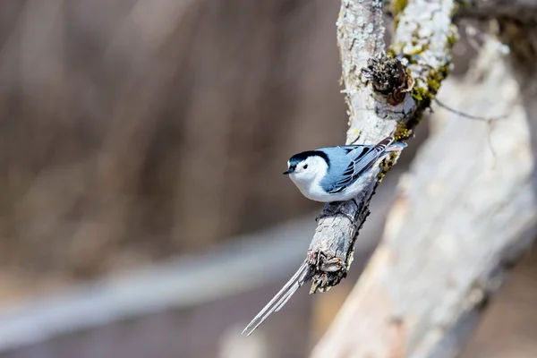 Weißbrustkleiber — Stockfoto