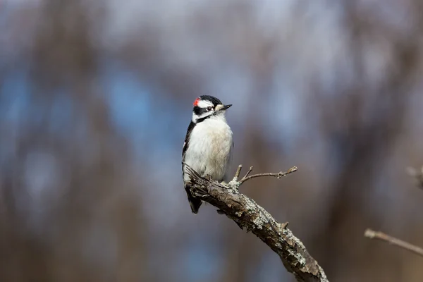 Downey Woodpecker ocupado à procura de larvas . — Fotografia de Stock