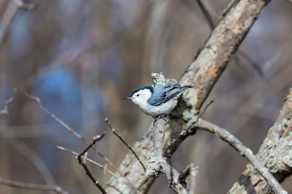 Nuthatch de pecho blanco — Foto de Stock