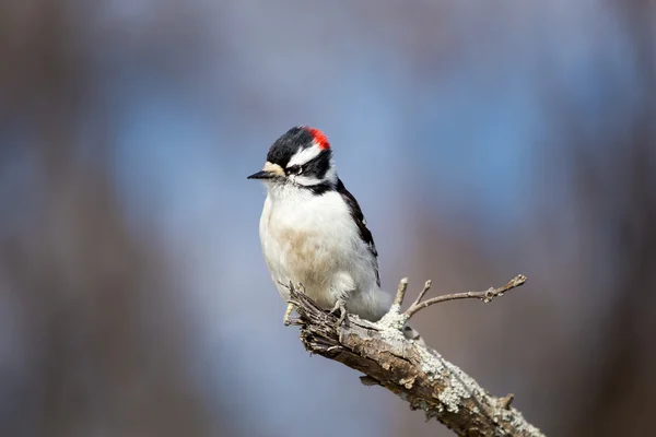 Downey Woodpecker ocupado buscando larvas . — Foto de Stock