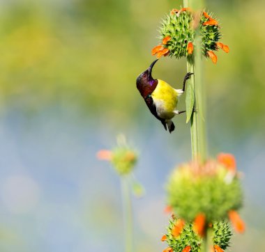 Erkek mor sokumlu sunbird.