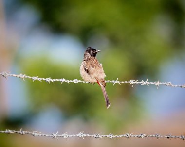 Kırmızı Bacalı bulbul.